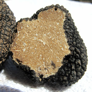 gite gard truffe